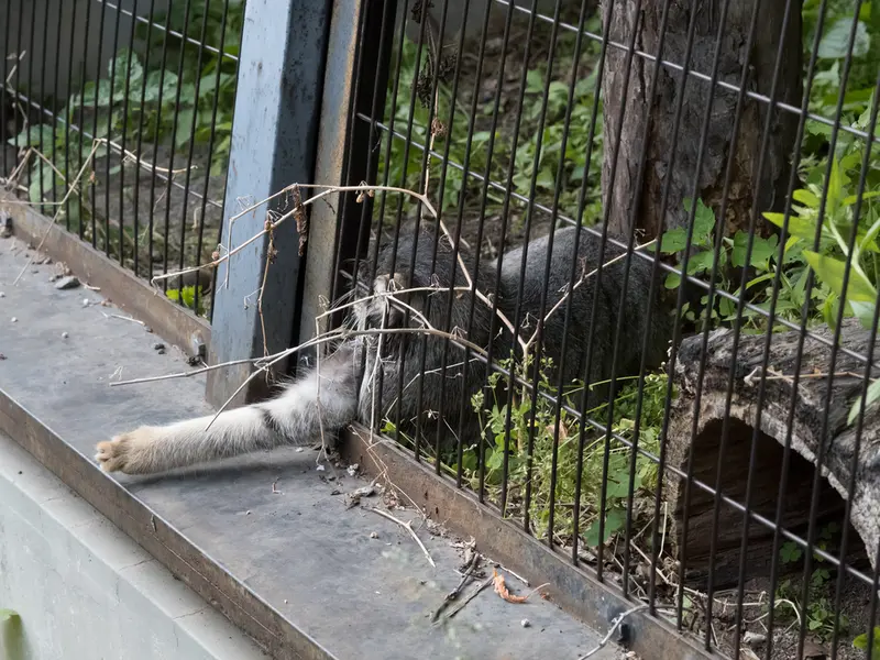 A photograph of Hide in Asahiyama Zoo