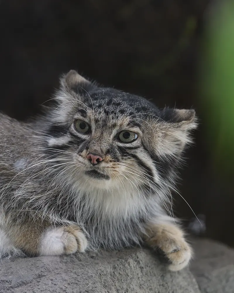 A photograph of Az in Kobe Animal Kingdom