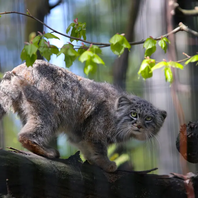 A photograph of Tsas in Kraków Zoo
