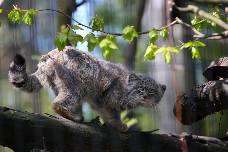 A photograph of Tsas in Kraków Zoo