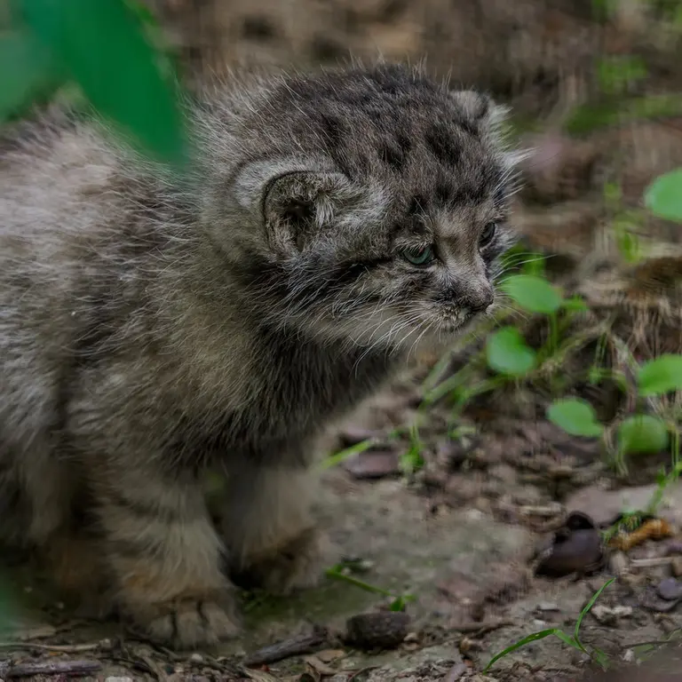 A photograph of a Pallas's cat in Brno Zoo