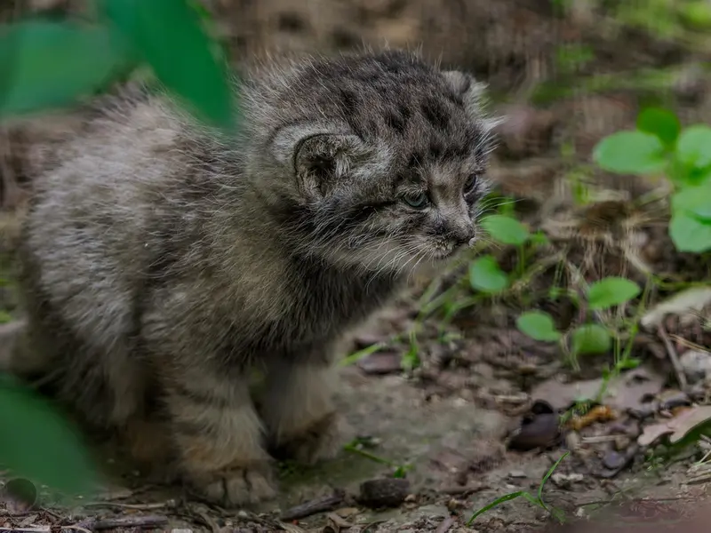A photograph of a Pallas's cat in Brno Zoo