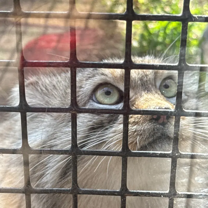A photograph of Reza in Elmwood Park Zoo