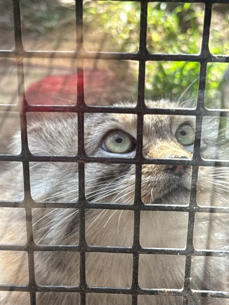 A photograph of Reza in Elmwood Park Zoo