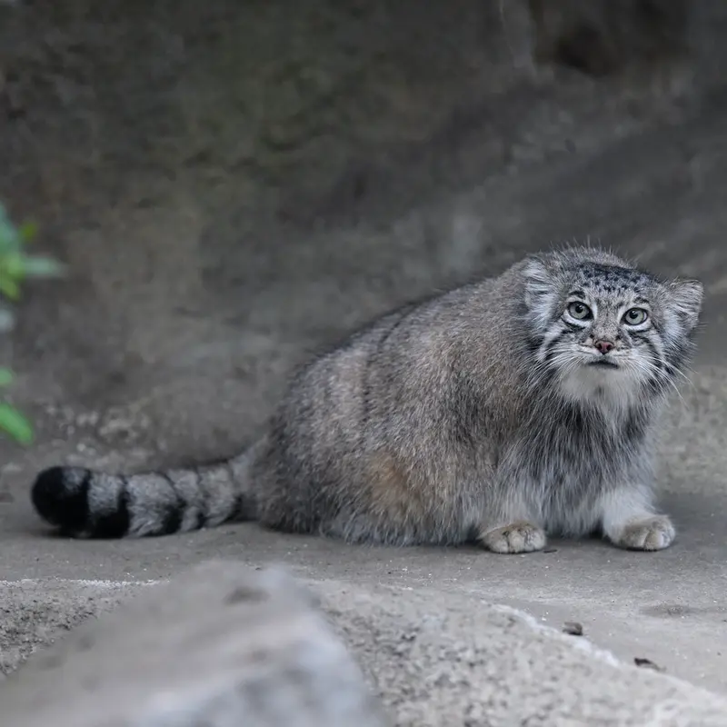 A photograph of Az in Kobe Animal Kingdom