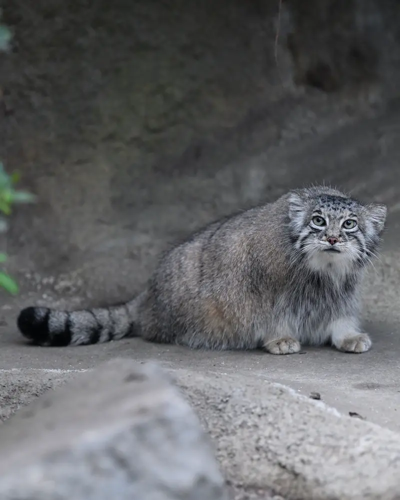 A photograph of Az in Kobe Animal Kingdom
