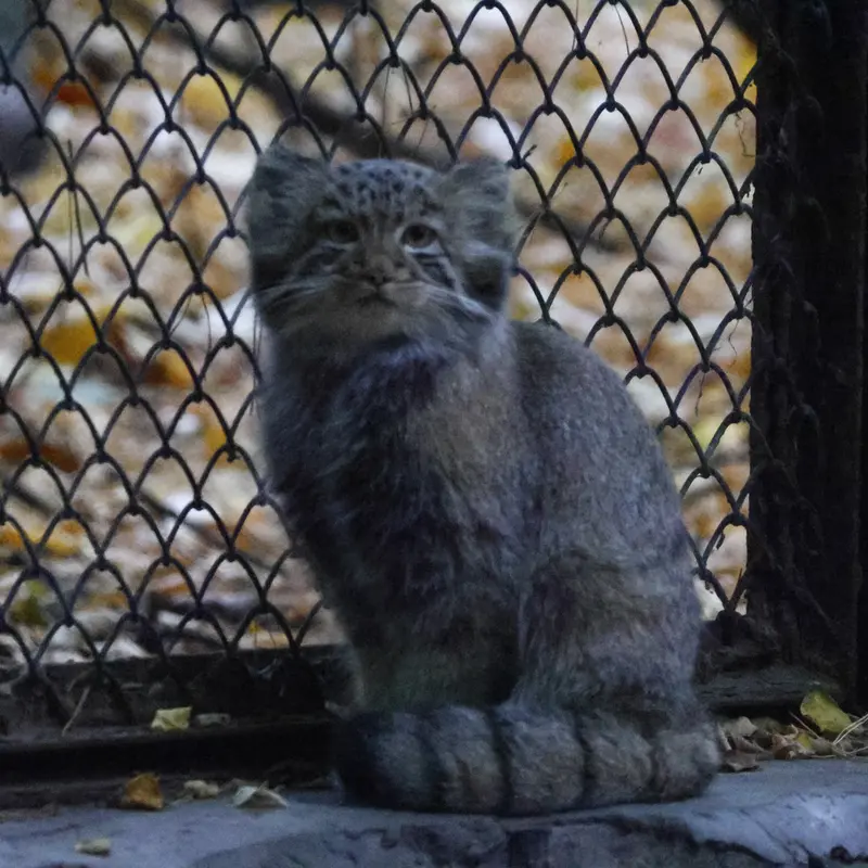 A photograph of Daughter of Snezhana b.2026 Ⅱ in Novosibirsk Zoo