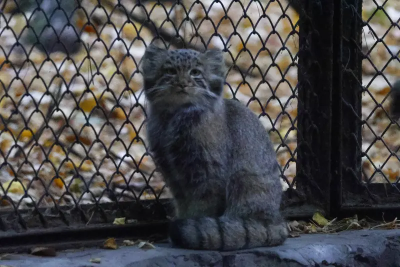 A photograph of Daughter of Snezhana b.2026 Ⅱ in Novosibirsk Zoo