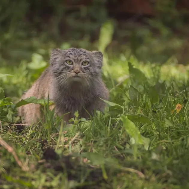 A photograph of a Pallas's cat in Chester Zoo