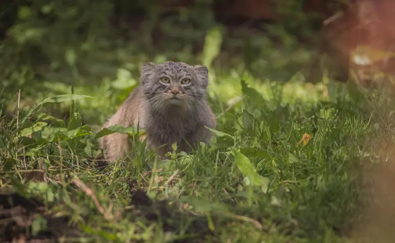 A photograph of a Pallas's cat in Chester Zoo