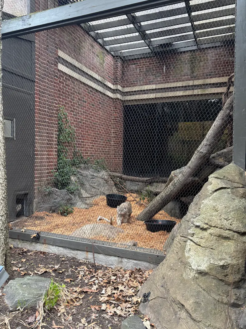A photograph of a Pallas's cat