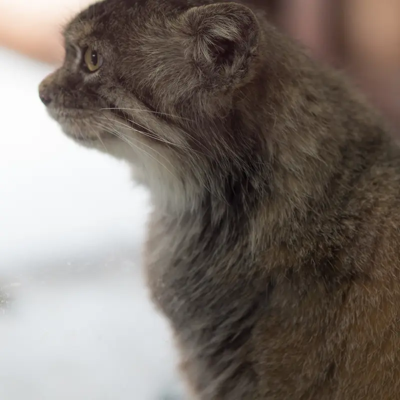 A photograph of Primula in Ueno Zoological Gardens