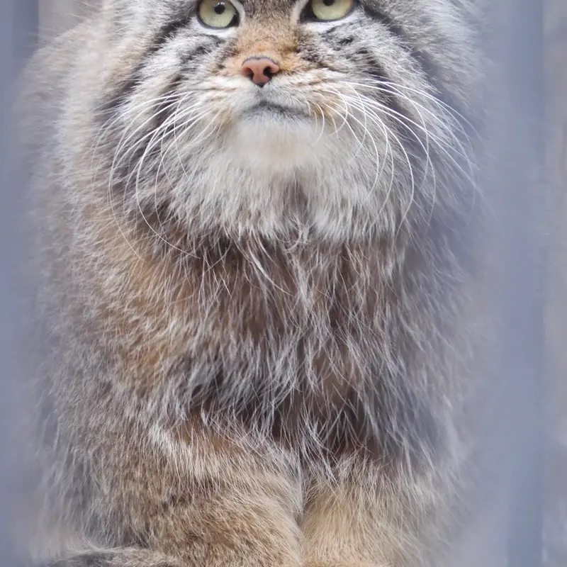A photograph of a Pallas's cat in Novosibirsk Zoo