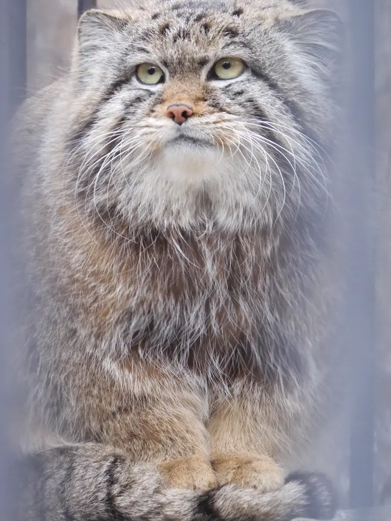 A photograph of a Pallas's cat in Novosibirsk Zoo