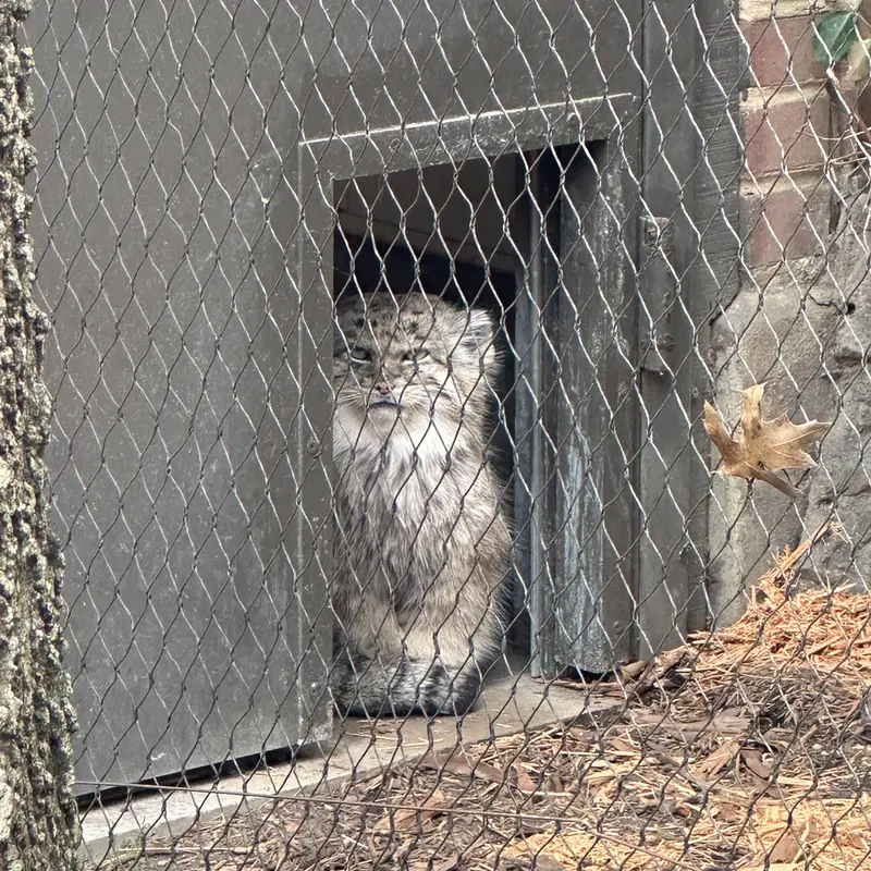 A photograph of Batu in Prospect Park Zoo