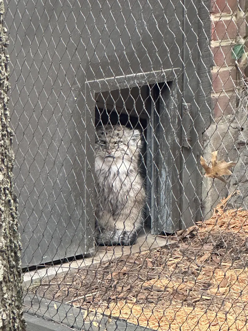 A photograph of Batu in Prospect Park Zoo