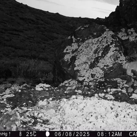 A photograph of Otocolobus manul manul from Zhilandy camera trap
