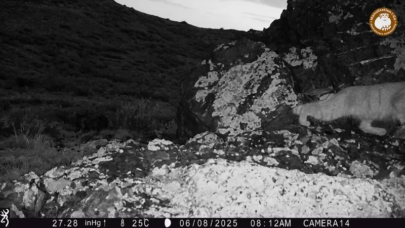 A photograph of Otocolobus manul manul from Zhilandy camera trap