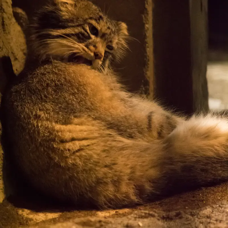 A photograph of Figa in Nogeyama Zoo