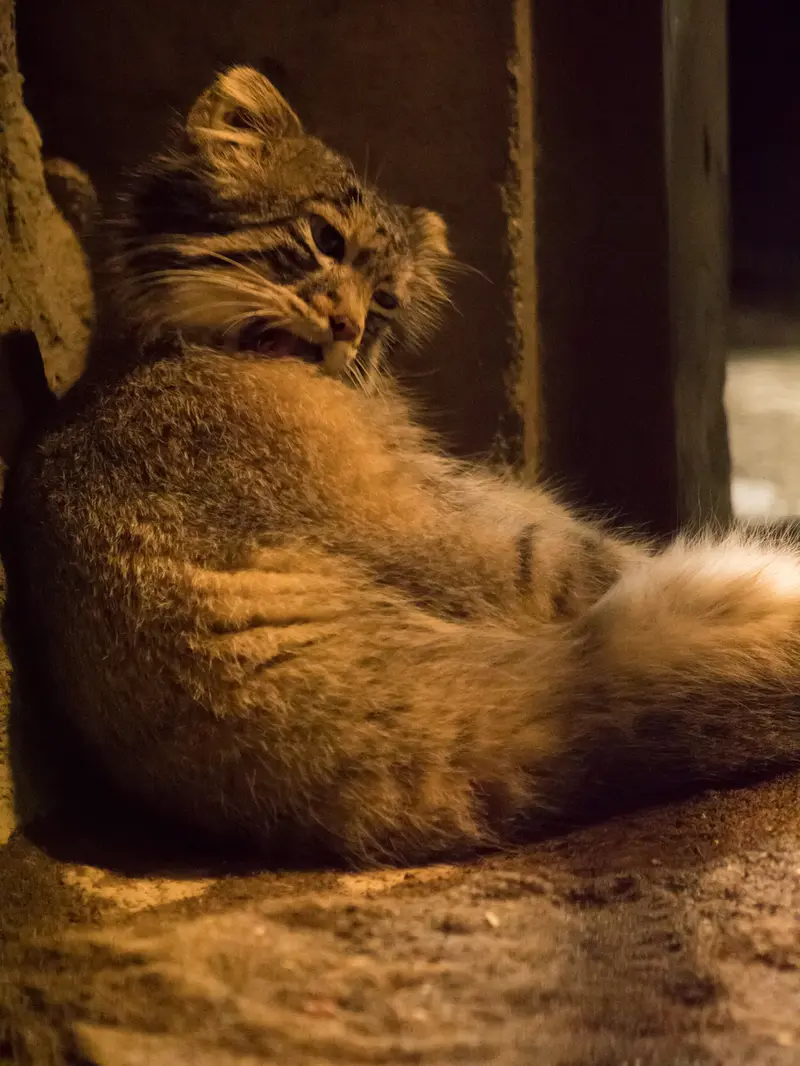 A photograph of Figa in Nogeyama Zoo