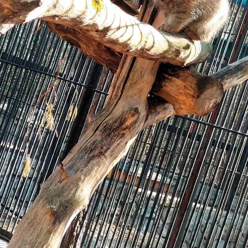 A photograph of a Pallas's cat in Novosibirsk Zoo