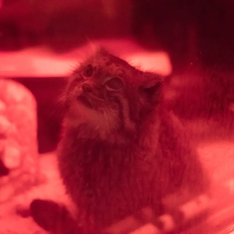 A photograph of Naim in Ueno Zoological Gardens
