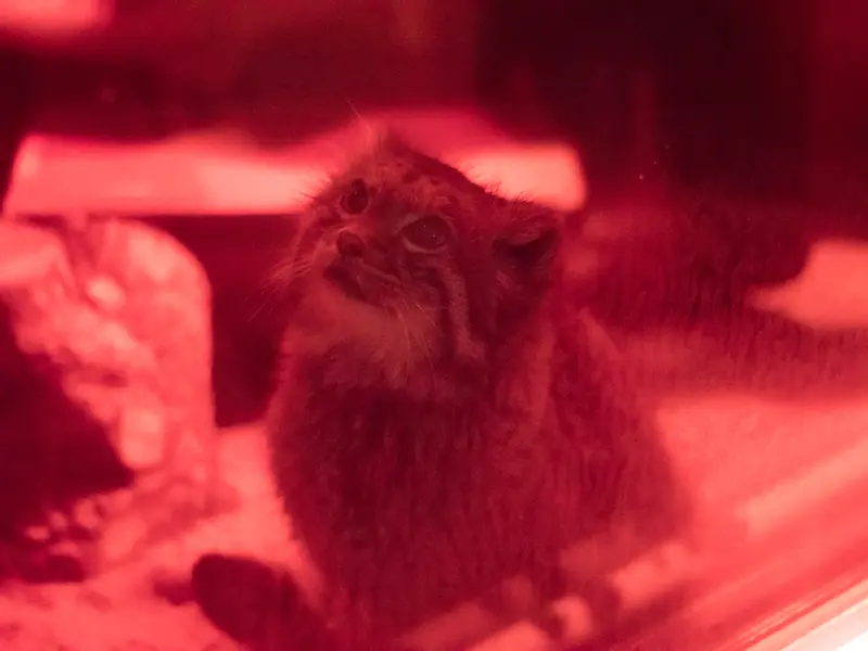A photograph of Naim in Ueno Zoological Gardens