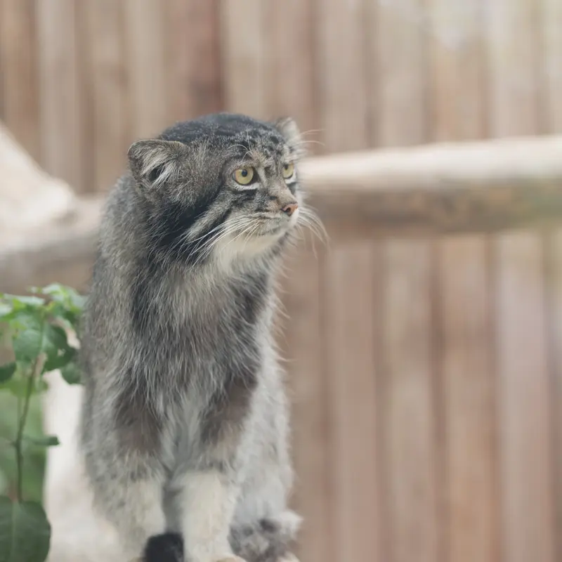 A photograph of Nar in Kobe Animal Kingdom