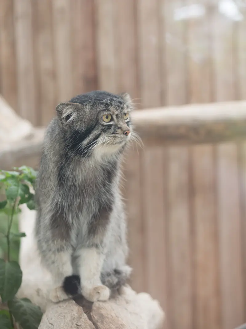A photograph of Nar in Kobe Animal Kingdom