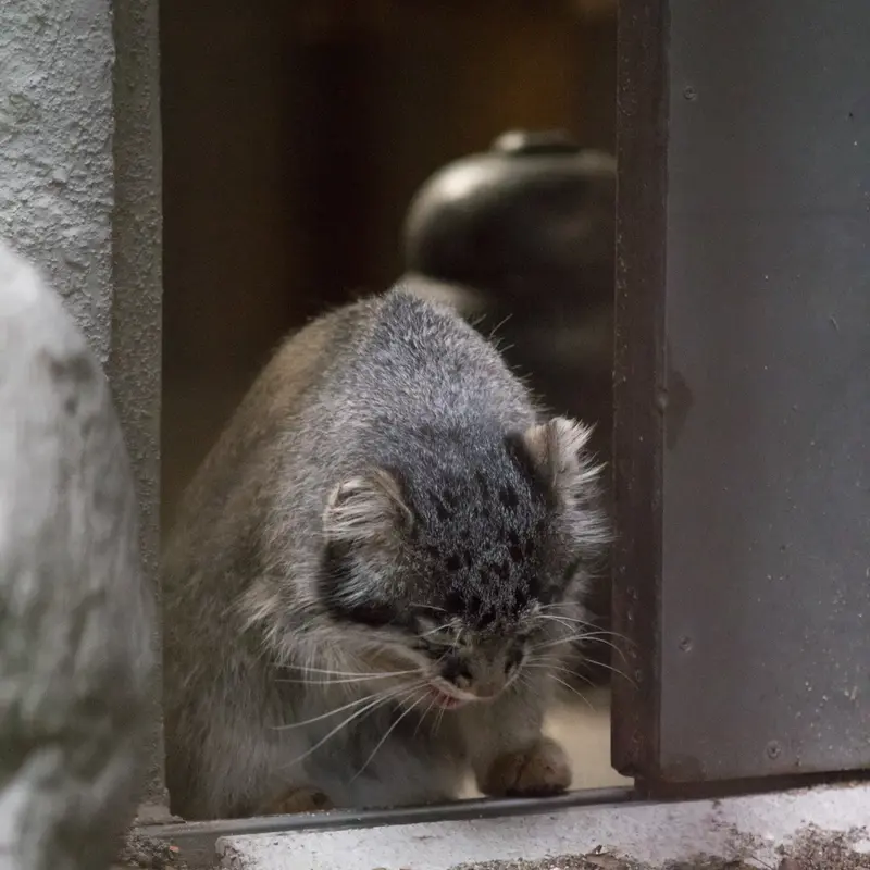 A photograph of Figa in Nogeyama Zoo
