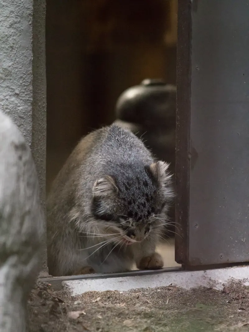 A photograph of Figa in Nogeyama Zoo