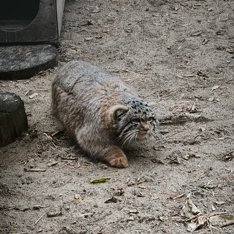 A photograph of Son of Snezhana b.2026 Ⅰ in Novosibirsk Zoo