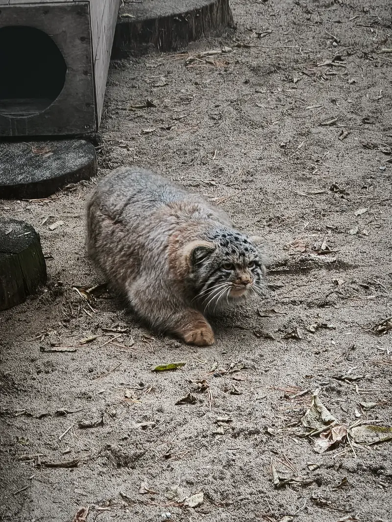 A photograph of Son of Snezhana b.2026 Ⅰ in Novosibirsk Zoo