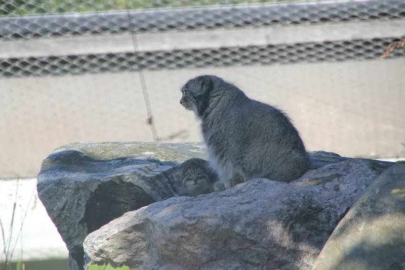 A photograph of Mimi and Son of Mimi b.2026 in Korkeasaari Zoo