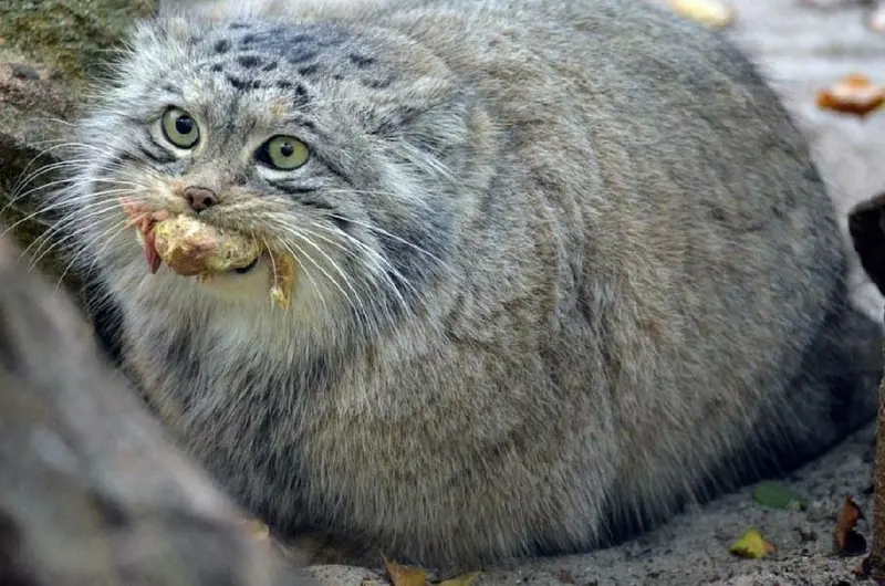 A photograph of a Pallas's cat