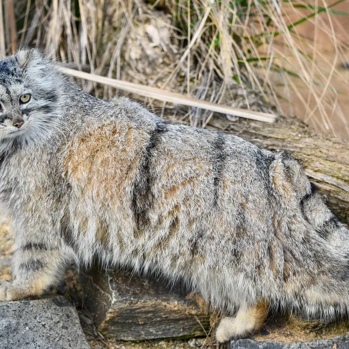 A photograph of Prinsessa in Prague Zoo