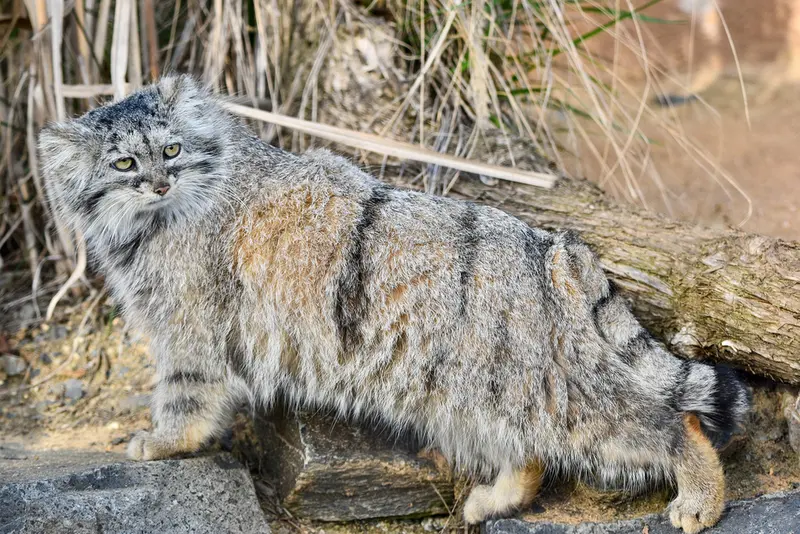 A photograph of Prinsessa in Prague Zoo