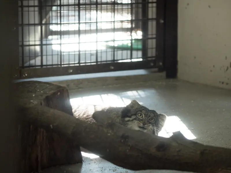 A photograph of Figa in Nogeyama Zoo