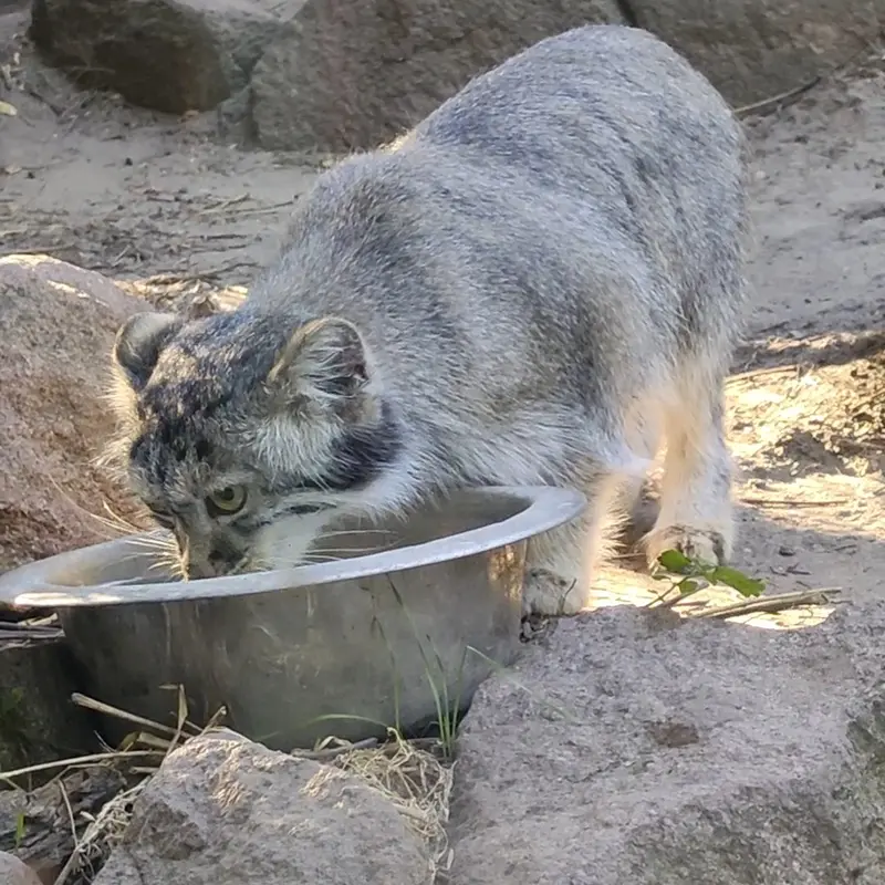 A photograph of a Pallas's cat in Budapest Zoo & Botanical Garden