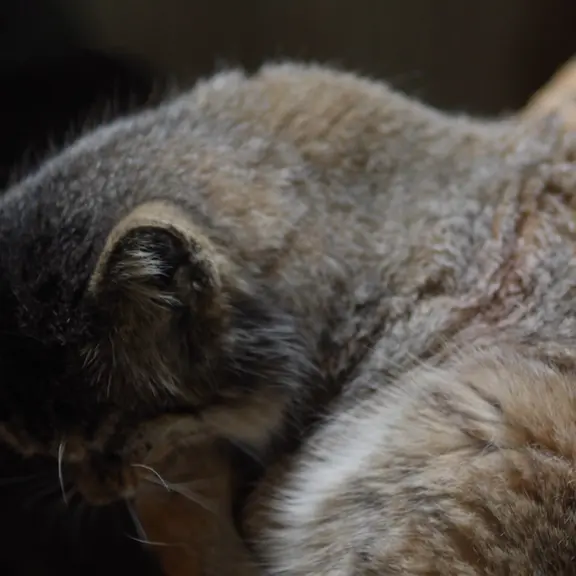 A photograph of a Pallas's cat in Ueno Zoological Gardens