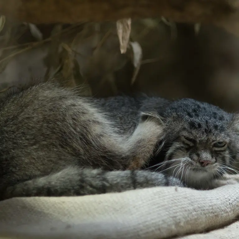 A photograph of Klyon in Ueno Zoological Gardens