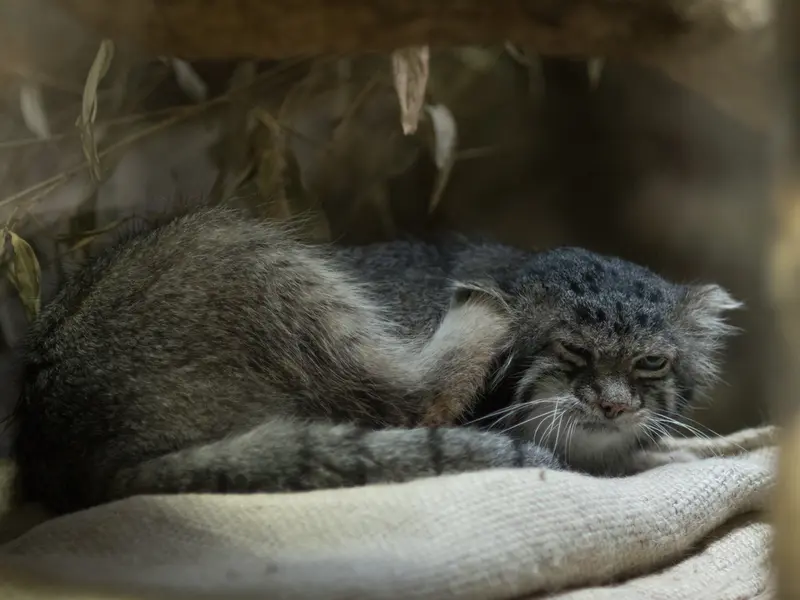 A photograph of Klyon in Ueno Zoological Gardens