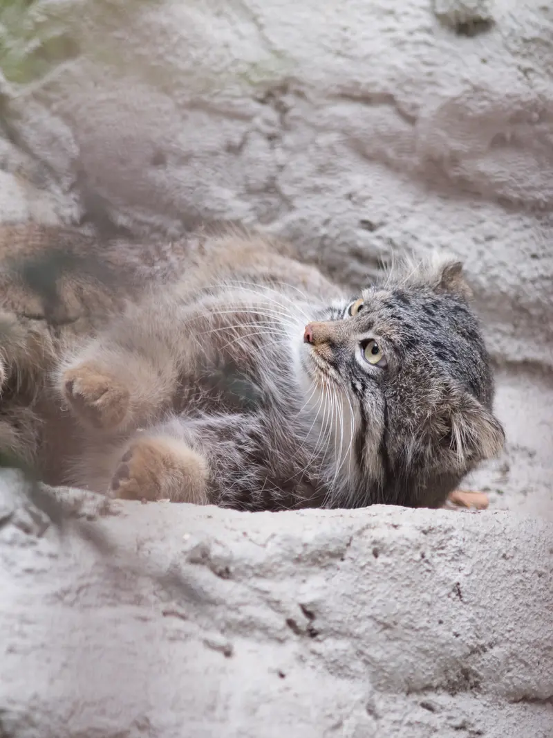 A photograph of Figa in Nogeyama Zoo