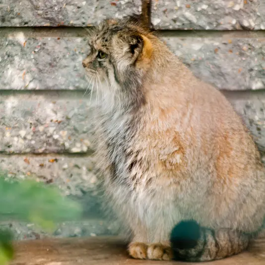 A photograph of Manuela in Magdeburg Zoo