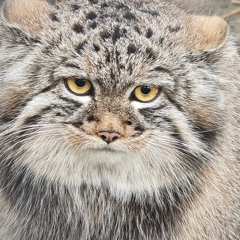 A photograph of Son of Adele b.2026 Ⅲ in Novosibirsk Zoo
