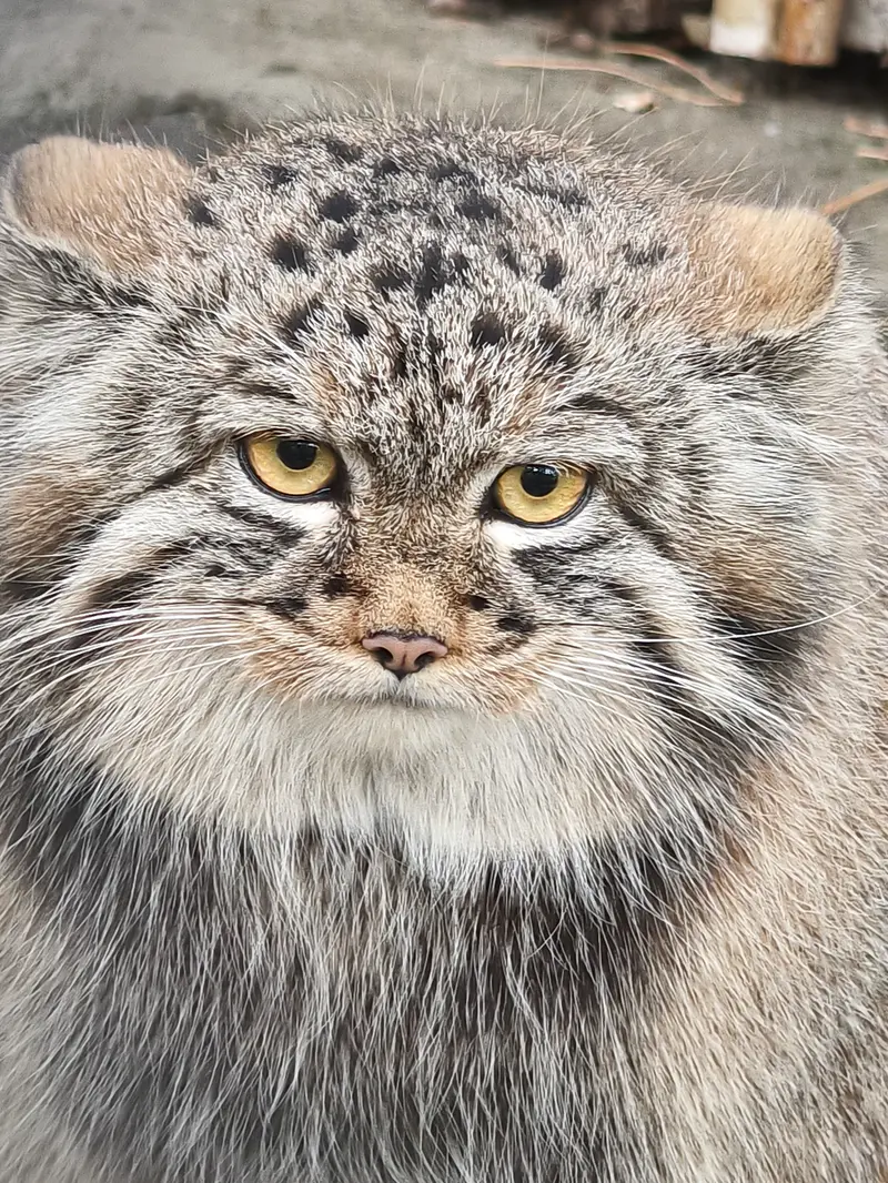 A photograph of Son of Adele b.2026 Ⅲ in Novosibirsk Zoo