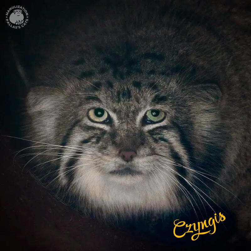 A photograph of a Pallas's cat