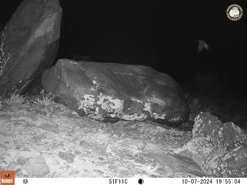 A photograph of a Pallas&#039;s cat from Koshkar camera trap