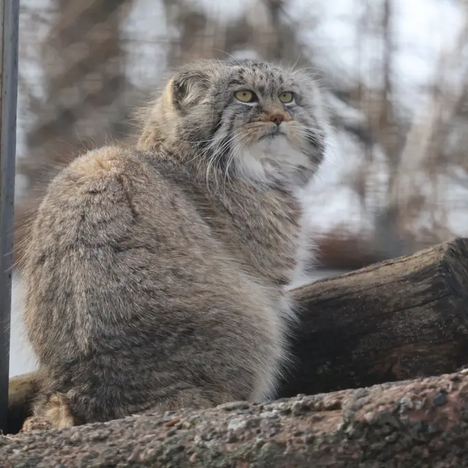 A photograph of Arkas in Korkeasaari Zoo