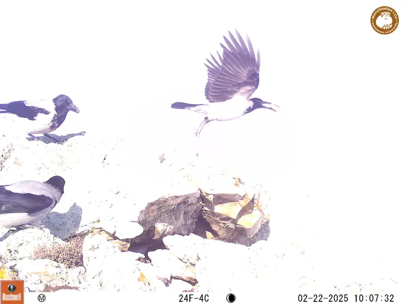 A photograph of a Pallas&#039;s cat from Besshoky 1 camera trap